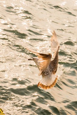 Deniz üzerinde uçan tek martı 