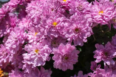 pasta's, tomaten, kaas en paddestoelen zijn geïsoleerd op een witte achtergrond