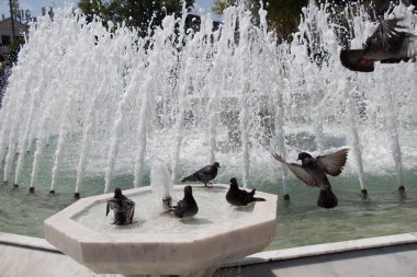 Şehir güvercinleri çeşme kenarında