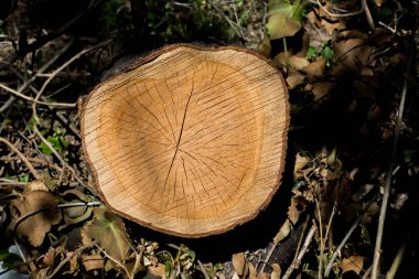 Ağaç kütüğü görüntü kesme 