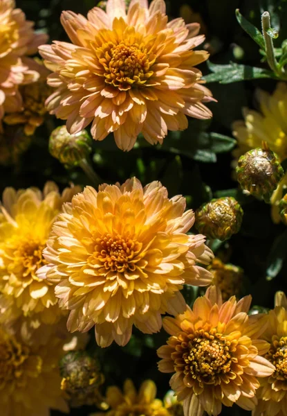 Bellissimi fiori come sfondo — Foto Stock