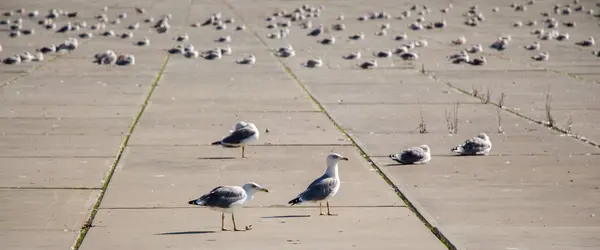 Seagulls are on rest on a concrete ground — Stock Photo, Image