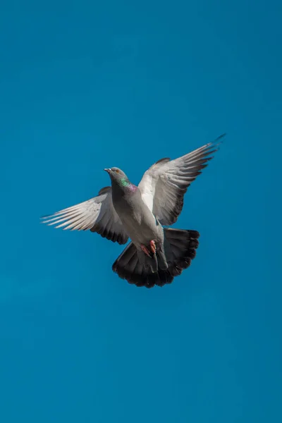 Pigeon solitaire volant dans l'air — Photo