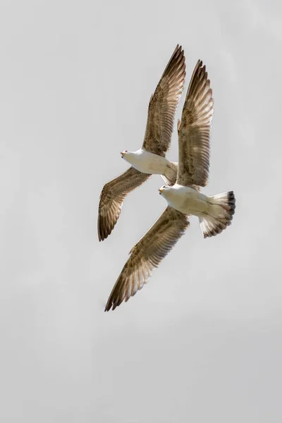 Twee meeuwen vliegen in een hemel — Stockfoto