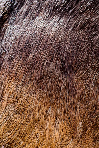 Decorative animal  fur as a background — Stock Photo, Image