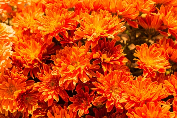 Hermosas flores como fondo —  Fotos de Stock