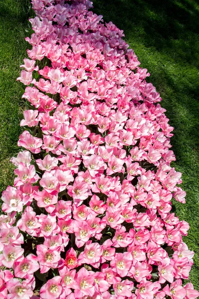 Roze kleur tulip bloemen bloeien — Stockfoto