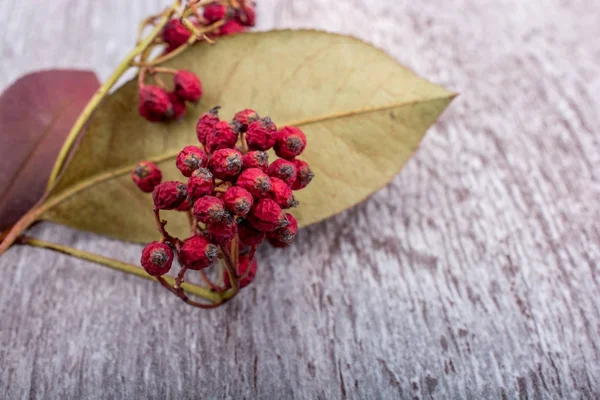 Reife wilde Früchte roter Farbe — Stockfoto