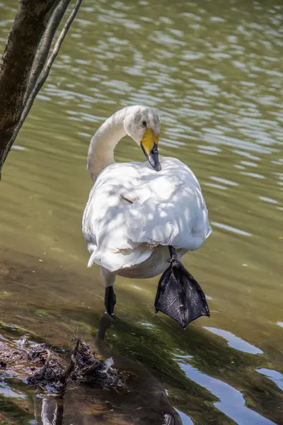 Un solo cisne vive en el estanque —  Fotos de Stock