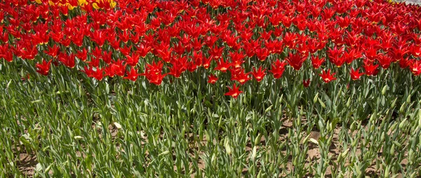 Tulipani in fiore in primavera — Foto Stock