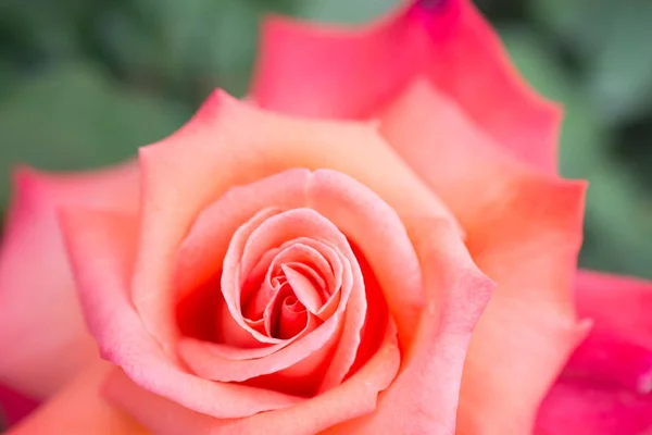 Orzeźwiający piękny róża w przybliżeniu. — Zdjęcie stockowe