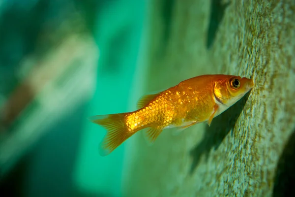 Renkli balık akvaryum yüzme — Stok fotoğraf