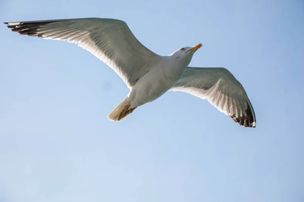 Gabbiano solo che vola in azzurro un cielo — Foto Stock