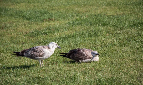 Möwen auf dem grünen Gras — Stockfoto