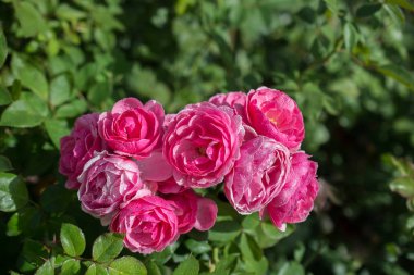 Güzel renkli gül bahçesinde çiçek açan