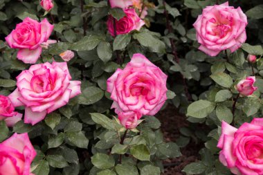 Güzel renkli gül bahçesinde çiçek açan