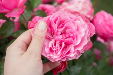 Güzel renkli gül çiçek el