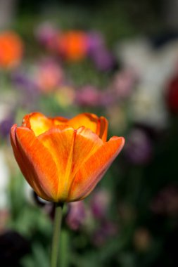 İlkbaharda açan laleler 