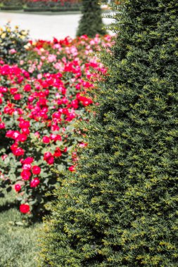 Güzel renkli gül bahçesinde çiçek açan
