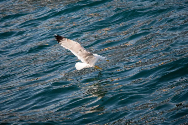 Gaivota única voando sobre as águas do mar — Fotografia de Stock