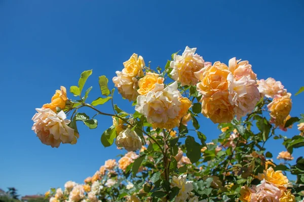 Rose colorate in un giardino di rose — Foto Stock