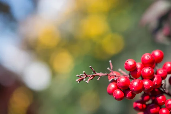 Fruits sauvages trouvés dans l'arbre dans la nature — Photo