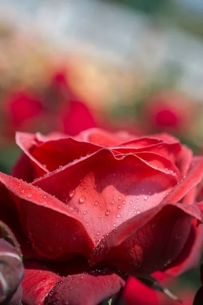 Όμορφα φρέσκα τριαντάφυλλα σε κοντινή απόσταση — Φωτογραφία Αρχείου