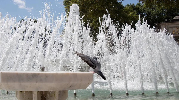 Passarinho solitário na fonte vive em ambiente urbano — Fotografia de Stock