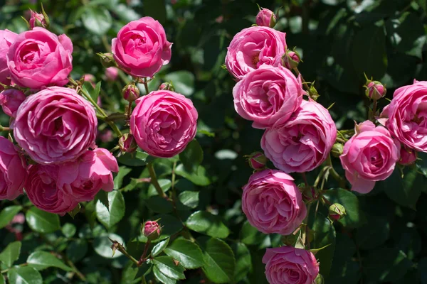 A kertben gyönyörű színes rózsák virágzó — Stock Fotó