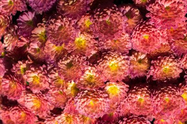 pasta's, tomaten, kaas en paddestoelen zijn geïsoleerd op een witte achtergrond