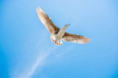 Bir gökyüzünde uçan tek martı