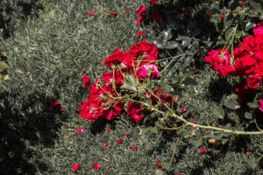 Güzel renkli gül bahçesinde çiçek açan