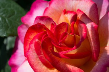 Yakından bakınca güzel taze güller.