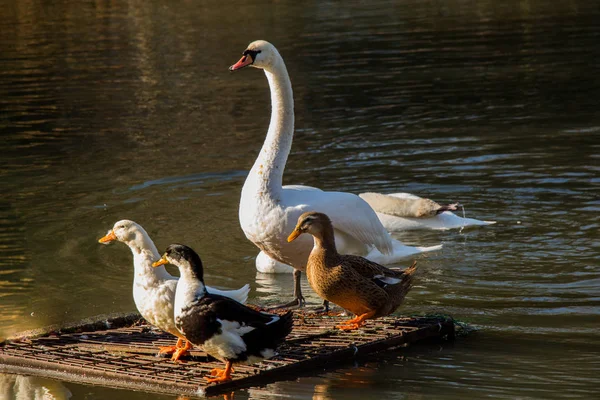 Cisnes y patos en el entorno natural —  Fotos de Stock