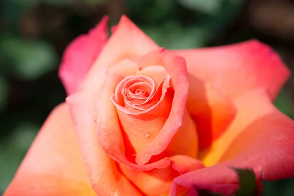 Красиві свіжі троянди в крупним планом — стокове фото