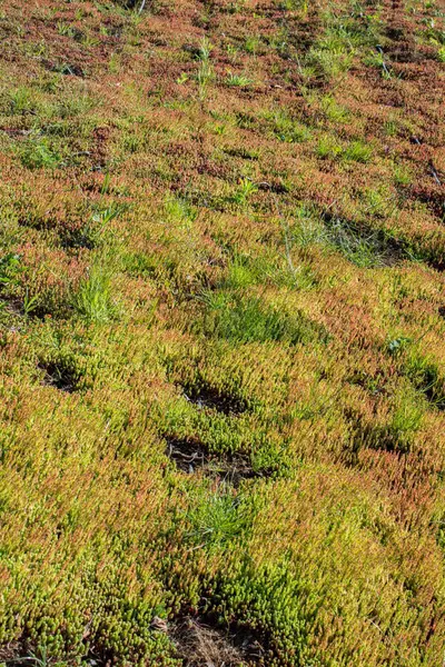  Arka plan olarak baharın yeşil yaprakları