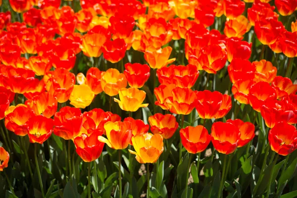 Fleurs de tulipes de couleur orange dans le jardin — Photo