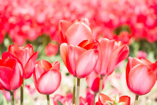 Los tulipanes florecen en la temporada de primavera — Foto de Stock