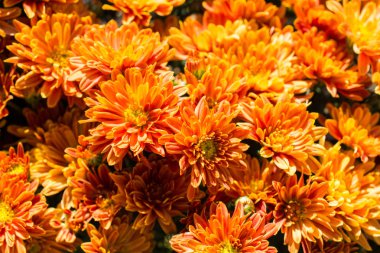 pasta's, tomaten, kaas en paddestoelen zijn geïsoleerd op een witte achtergrond