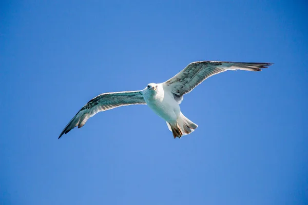 Single seagull flying in blue a sky — Stock Photo, Image