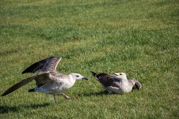 Seaside bird seagulls on the green grass — Stock Photo, Image