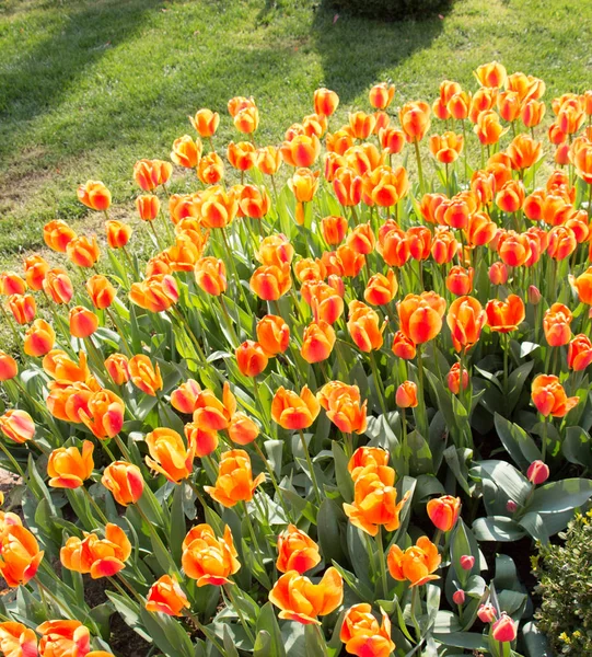 Fiori di tulipano di colore arancione in giardino — Foto Stock