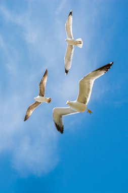 Gökyüzünde kayak yapan martı sürüsü