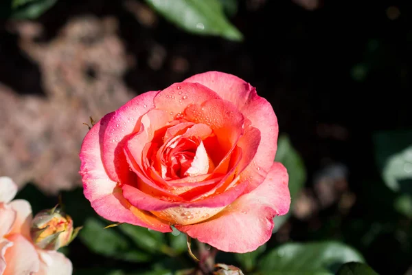 Hermosa flor rosa colorida — Foto de Stock