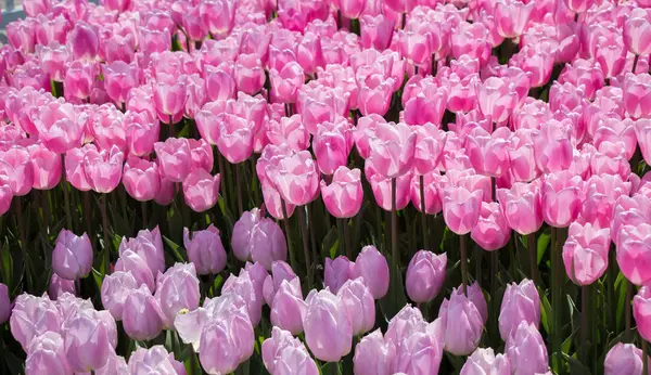Tulipan kolorowe kwiaty jako tło w ogrodzie — Zdjęcie stockowe