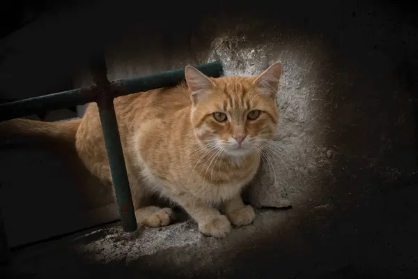 Toulavá kočka je vidět na ulici — Stock fotografie