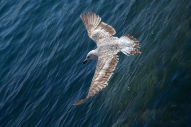 Deniz üzerinde uçan tek martı 