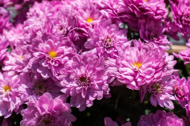 pasta's, tomaten, kaas en paddestoelen zijn geïsoleerd op een witte achtergrond