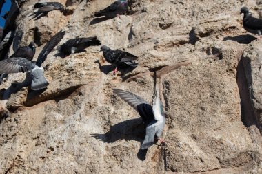 Güvercinler kayanın üzerinde oturuyorsun 