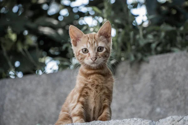 Stray gato é visto na rua — Fotografia de Stock